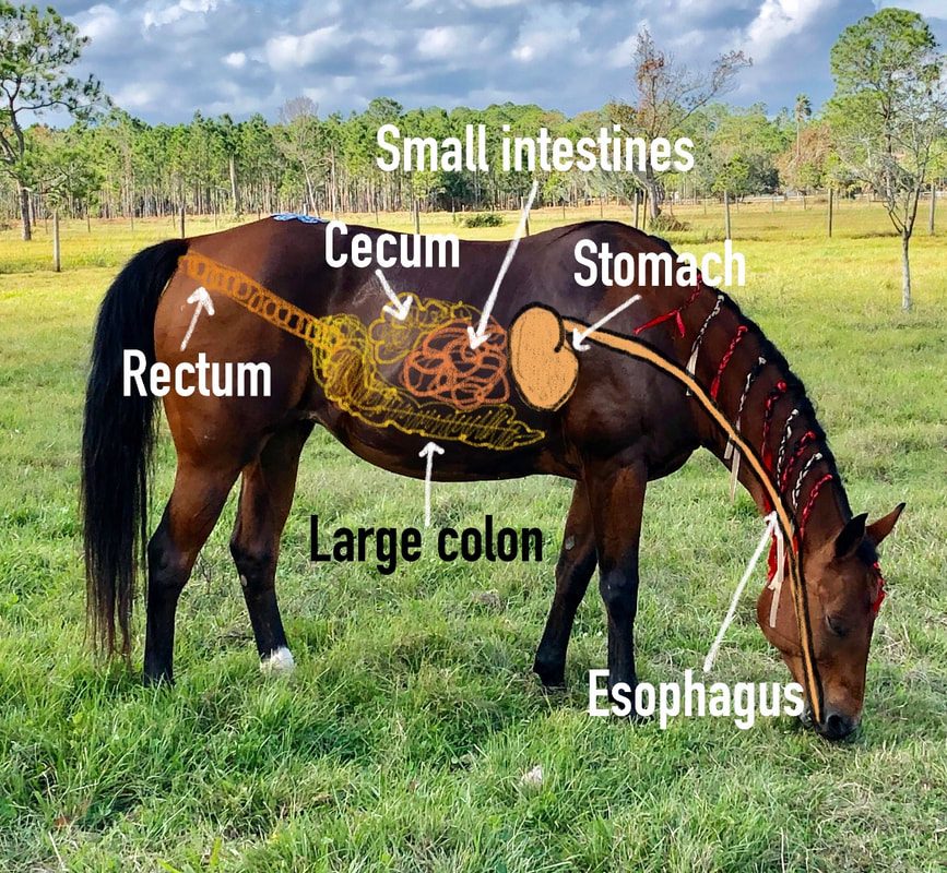 A Holistic Approach To Equine Nutrition Holistic Animal Courses