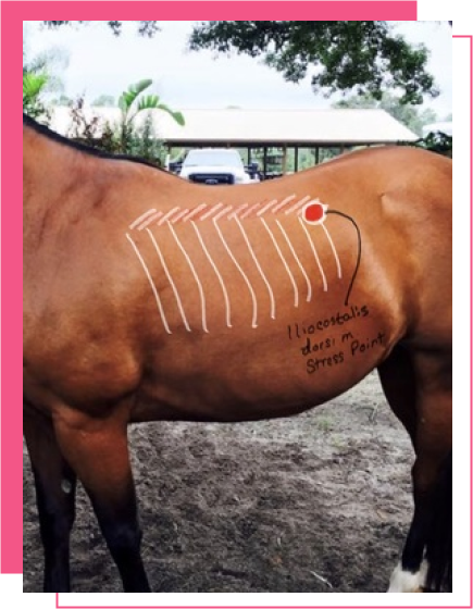 Equine Massage Certification Online Course Holistic Animal Courses
