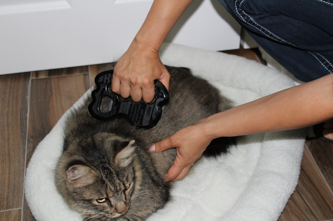 Feline Bodywork Certification Course Holistic Animal Courses